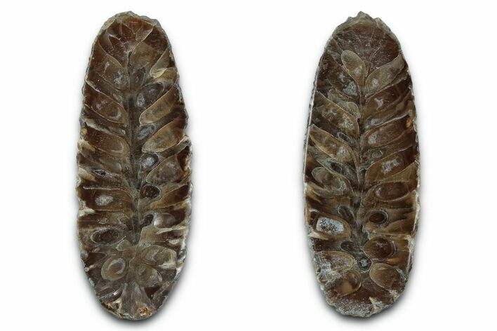 Cut & Polished Fossil Cycadophyte Cone - Boujdour, Morocco #346852